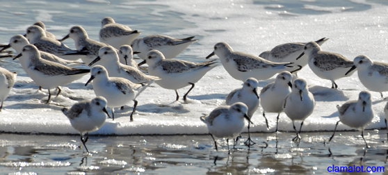Plovers