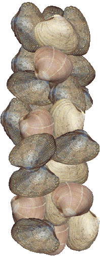 Steamer Clams